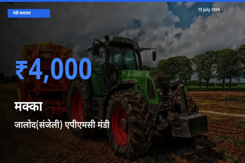 जालोद(संजेली) एपीएमसी मंडी में मक्का ₹4,000 पर पहुँचा – आज का सर्वोच्च भाव