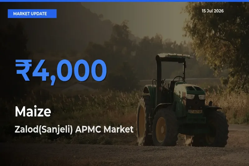 Market Watch: Zalod(Sanjeli) APMC Becomes Top Mandi for Maize
