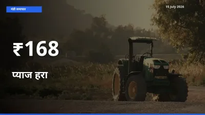 आज का मंडी ट्रेंड: प्याज हरा के दाम कई बाजारों में एक साथ बदले