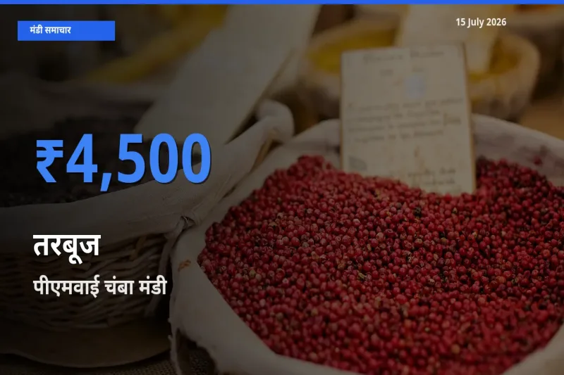 आज तरबूज के सबसे ऊँचे दाम ₹4,500 पीएमवाई चंबा मंडी में