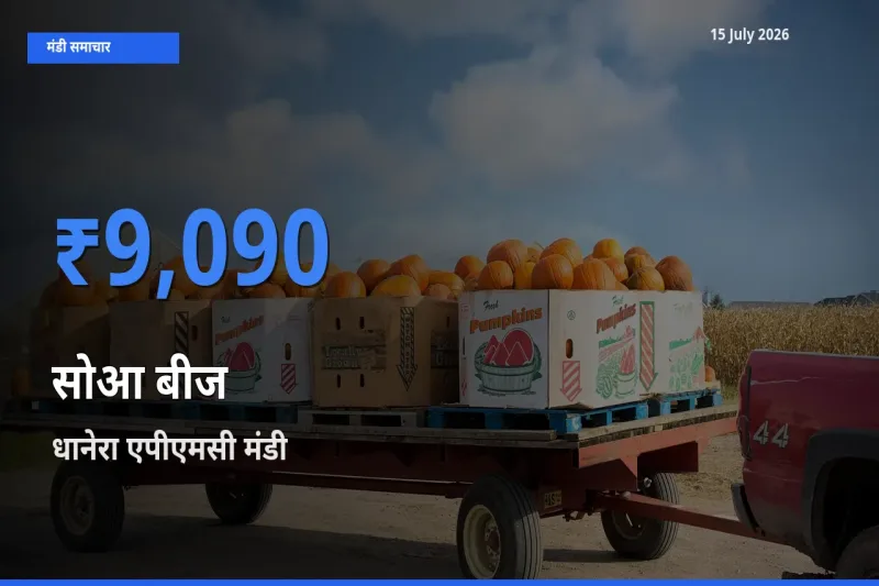 आज का मंडी भाव: सोआ बीज के सबसे ज़्यादा दाम धानेरा एपीएमसी में