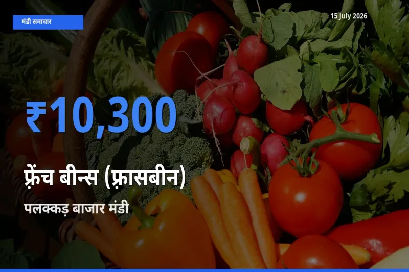 टॉप मंडी बना पलक्कड़ बाजार! फ़्रेंच बीन्स (फ़्रासबीन) के सबसे ऊँचे दाम यहीं दर्ज