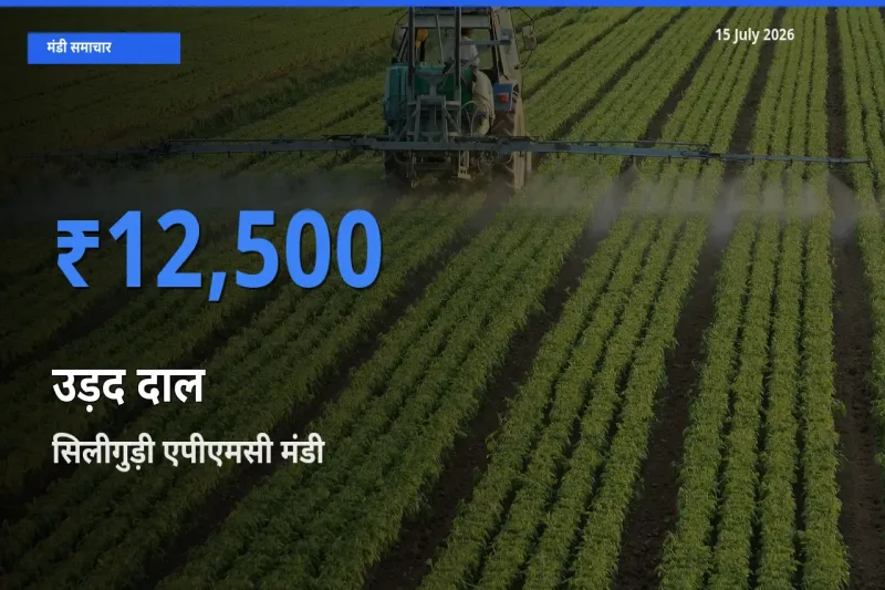 सिलीगुड़ी एपीएमसी मंडी में उड़द दाल ₹12,500 पर पहुँचा – आज का सर्वोच्च भाव