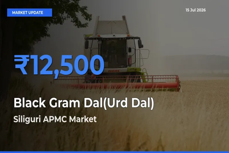 Siliguri APMC Records Highest ₹12,500 Rate for Black Gram Dal(Urd Dal)