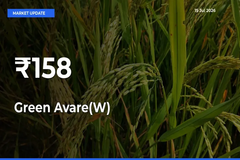 Green Avare(W) Rates Show Broad Movement Across 158+ Mandis