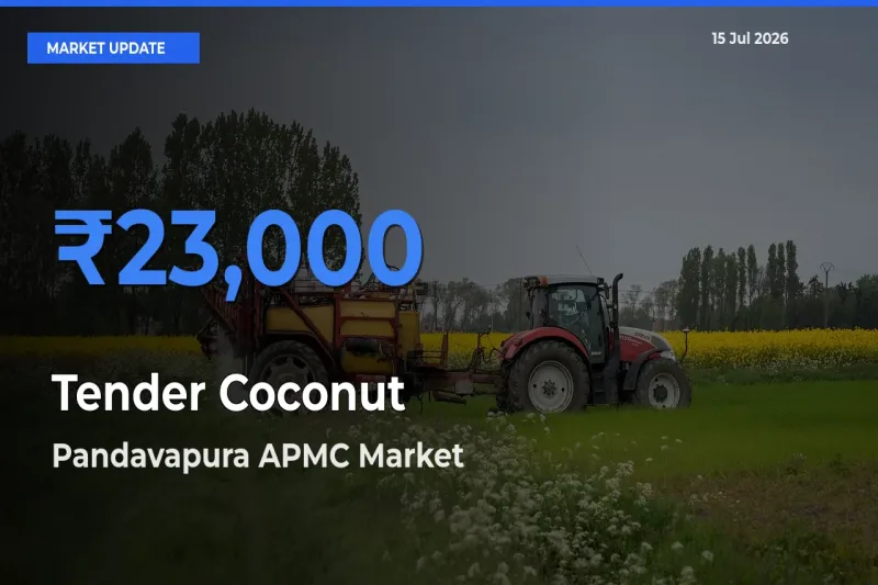 Top Performer! Pandavapura APMC Offers Best Tender Coconut Price Today
