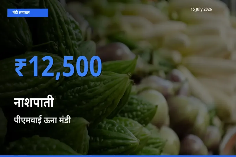पीएमवाई ऊना में नाशपाती का आज सबसे ऊँचा भाव