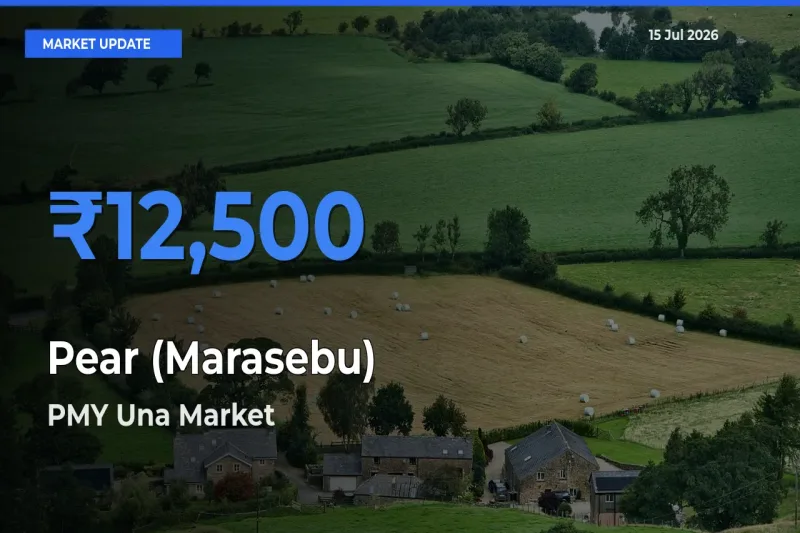 PMY Una Offers ₹12,500 – Highest Pear (Marasebu) Rate Today