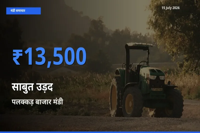 पलक्कड़ बाजार में साबुत उड़द का आज सबसे ऊँचा भाव