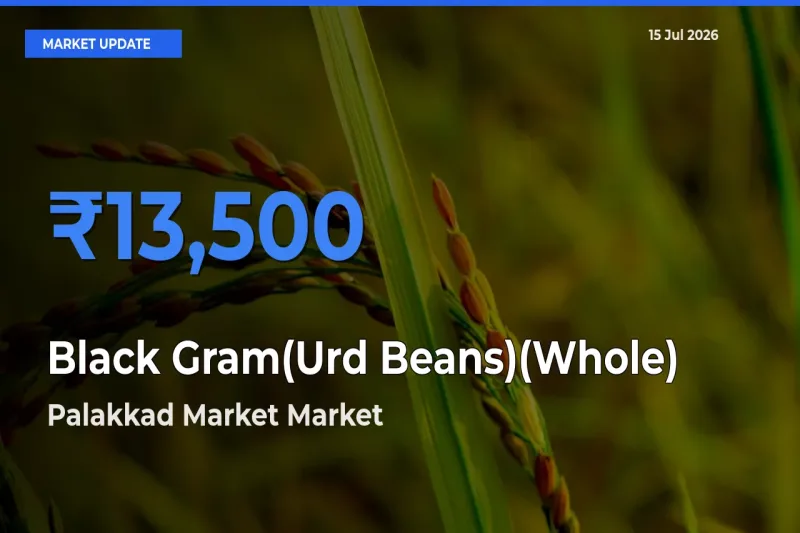 Palakkad Market Leads as Top Mandi for Black Gram(Urd Beans)(Whole) Prices