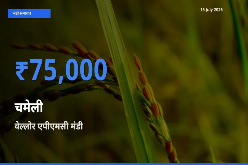 वेल्लोर एपीएमसी में चमेली का आज सबसे ऊँचा भाव
