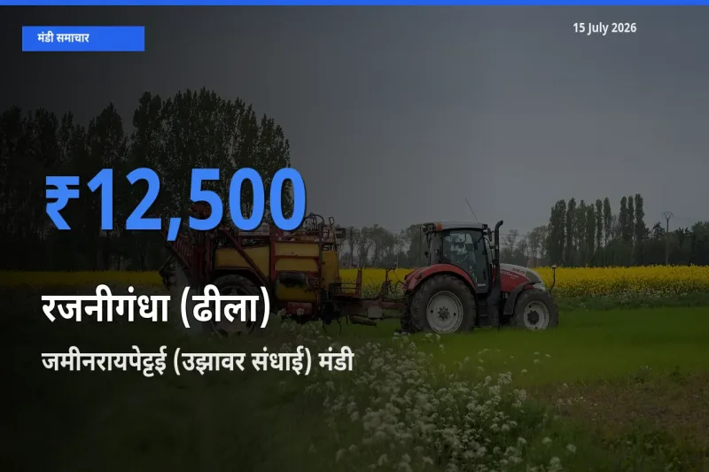 जमीनरायपेट्टई (उझावर संधाई) मंडी में रजनीगंधा (ढीला) ₹12,500 पर पहुँचा – आज का सर्वोच्च भाव