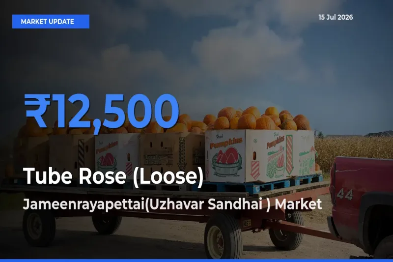 Jameenrayapettai(Uzhavar Sandhai ) Tops Tube Rose (Loose) Mandi Rates Today