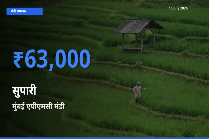 मुंबई एपीएमसी में सुपारी का आज सबसे ऊँचा भाव