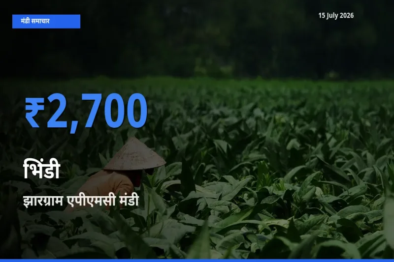 टॉप मंडी बना झारग्राम एपीएमसी! भिंडी के सबसे ऊँचे दाम यहीं दर्ज