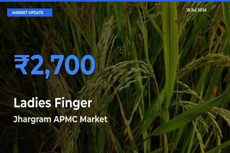 Jhargram APMC Tops Ladies Finger Rates – July 15 Market Update