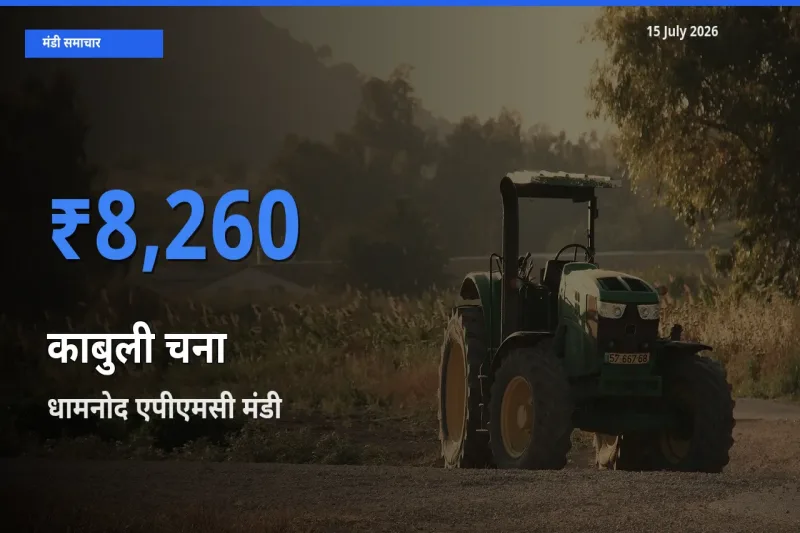 धामनोद एपीएमसी मंडी में काबुली चना ₹8,260 पर पहुँचा – आज का सर्वोच्च भाव