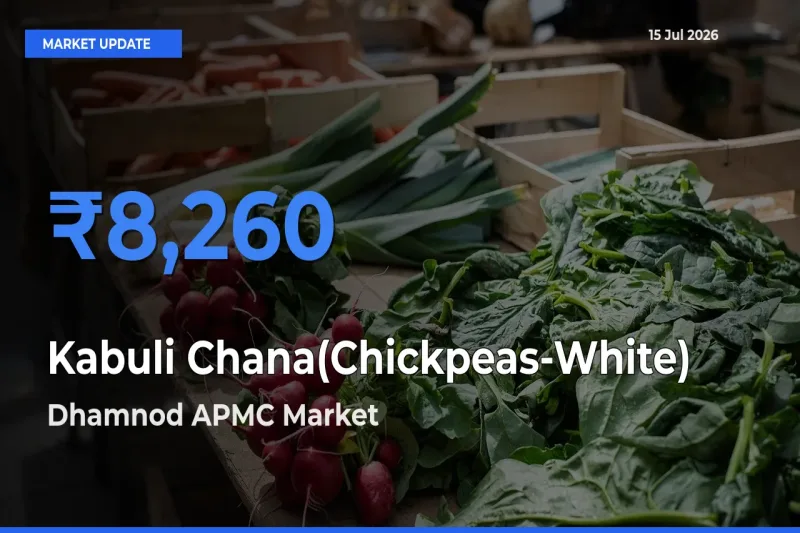 Market Watch: Dhamnod APMC Becomes Top Mandi for Kabuli Chana(Chickpeas-White)