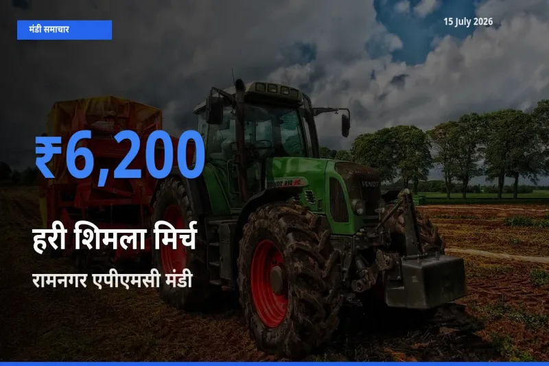 आज हरी शिमला मिर्च के सबसे ऊँचे दाम ₹6,200 रामनगर एपीएमसी मंडी में