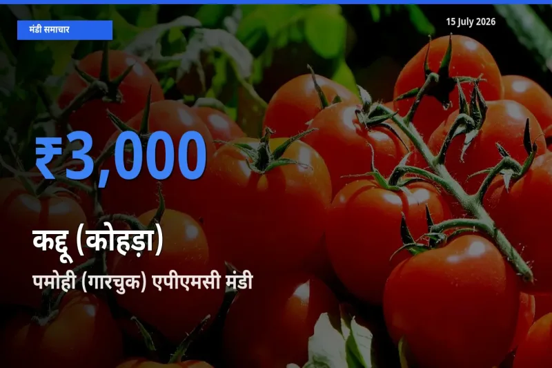 आज कद्दू (कोहड़ा) के सबसे ऊँचे दाम ₹3,000 पमोही (गारचुक) एपीएमसी मंडी में