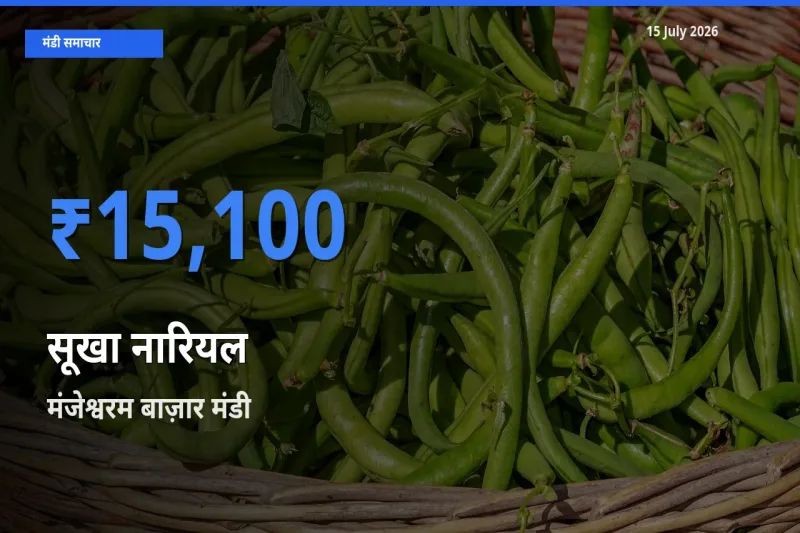 आज सूखा नारियल के सबसे ऊँचे दाम ₹15,100 मंजेश्वरम बाज़ार मंडी में
