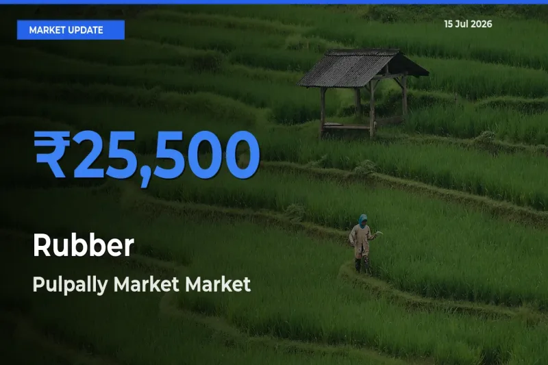 Pulpally Market Offers ₹25,500 – Highest Rubber Rate Today