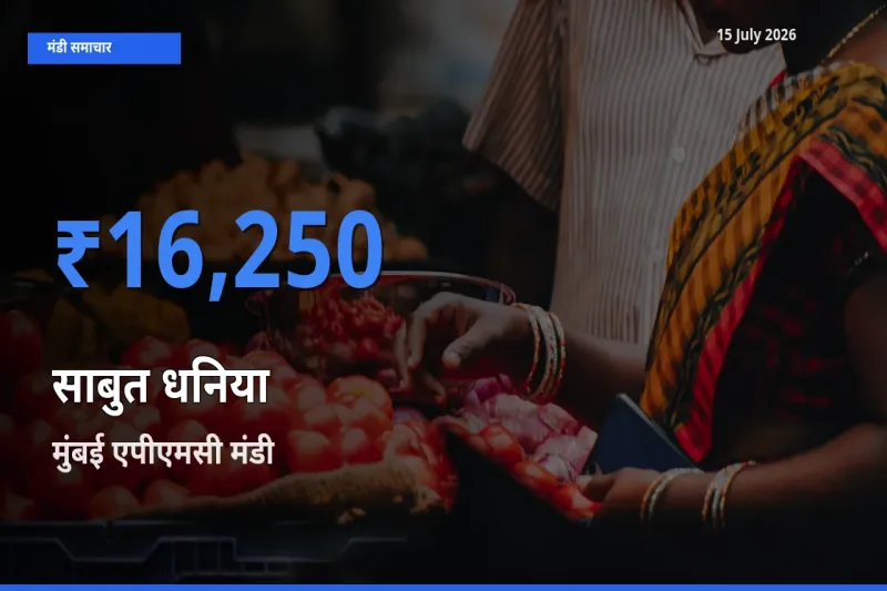 आज साबुत धनिया के सबसे ऊँचे दाम ₹16,250 मुंबई एपीएमसी मंडी में
