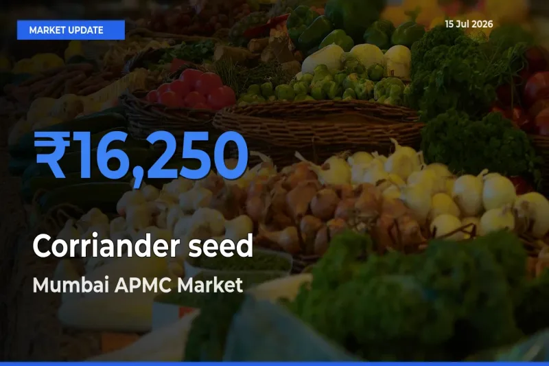 Mumbai APMC Records Highest ₹16,250 Rate for Corriander seed