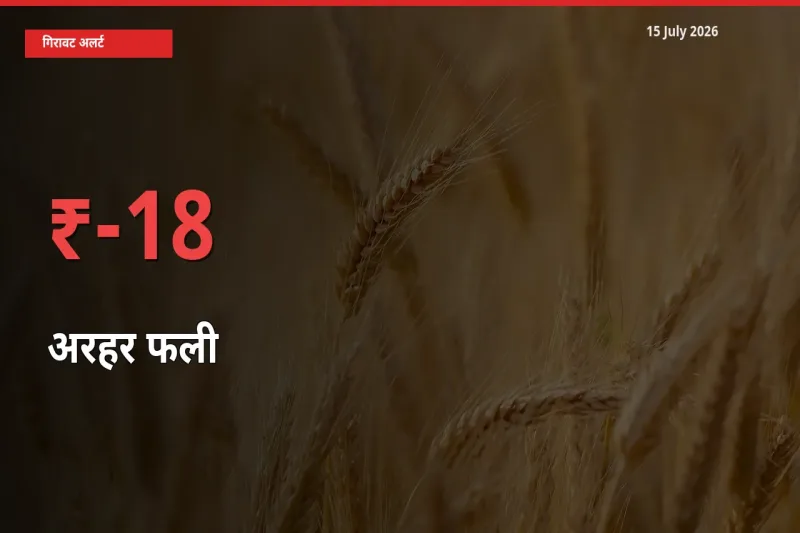 किसानों की चिंता बढ़ी! स्थानीय मंडी में अरहर फली 18.4% गिरा