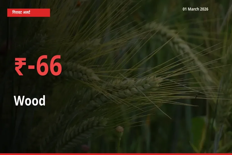 किसानों की चिंता बढ़ी! स्थानीय मंडी में Wood 65.9% गिरा