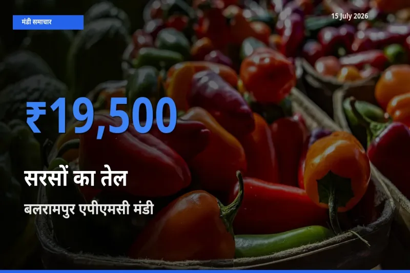 टॉप मंडी बना बलरामपुर एपीएमसी! सरसों का तेल के सबसे ऊँचे दाम यहीं दर्ज