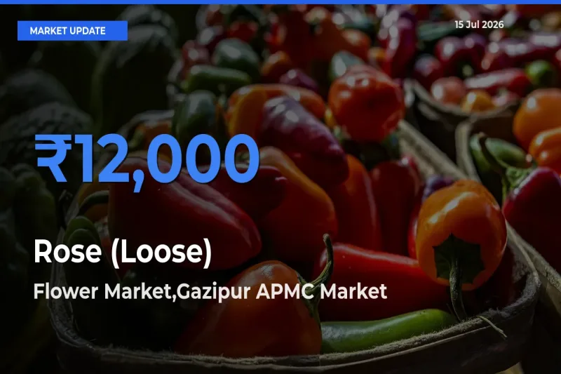 Farmers Prefer Flower Market,Gazipur APMC as Rose (Loose) Hits Highest Rate