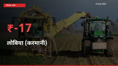 बाज़ार संकेत: लोबिया (करमानी) के भाव मंडी में 17.28% नीचे