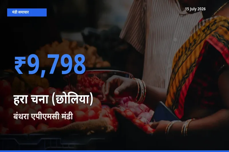 बंथरा एपीएमसी मंडी में आज हरा चना (छोलिया) के सबसे ऊँचे दाम दर्ज