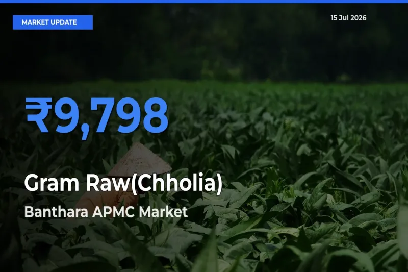 Banthara APMC Offers ₹9,798 – Highest Gram Raw(Chholia) Rate Today