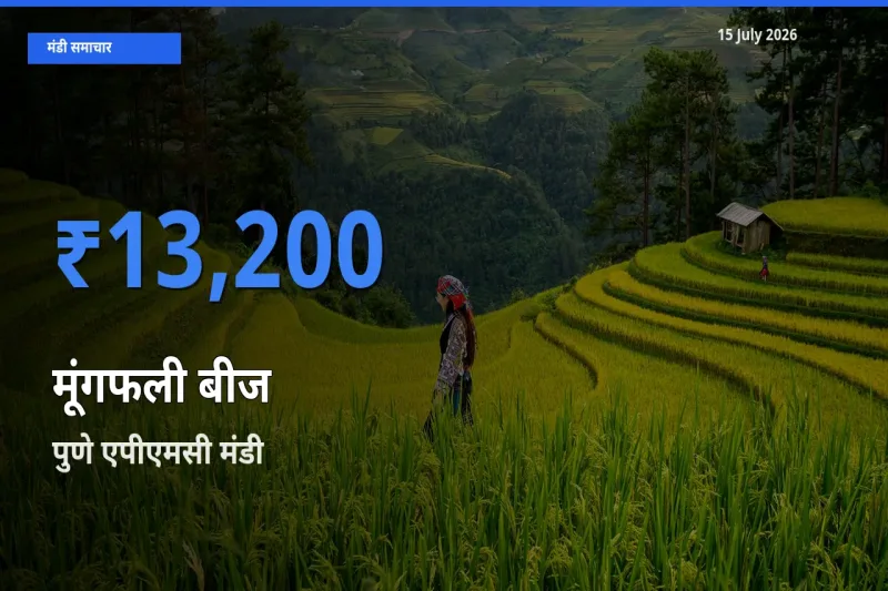 आज का मंडी भाव: मूंगफली बीज के सबसे ज़्यादा दाम पुणे एपीएमसी में