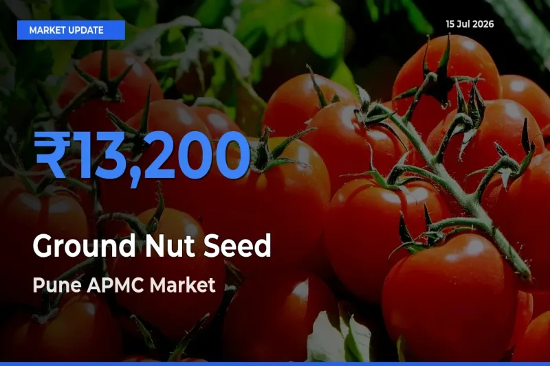 Pune APMC Leads as Top Mandi for Ground Nut Seed Prices