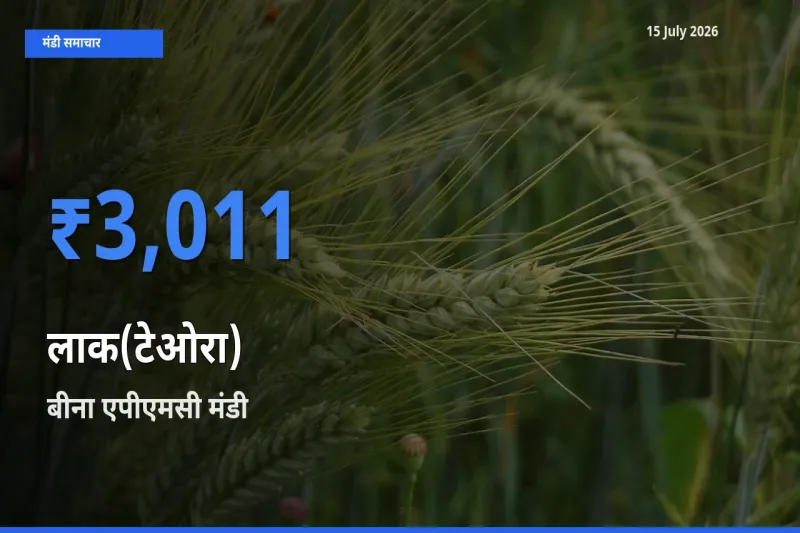 बीना एपीएमसी मंडी में लाक(टेओरा) ₹3,011 पर पहुँचा – आज का सर्वोच्च भाव