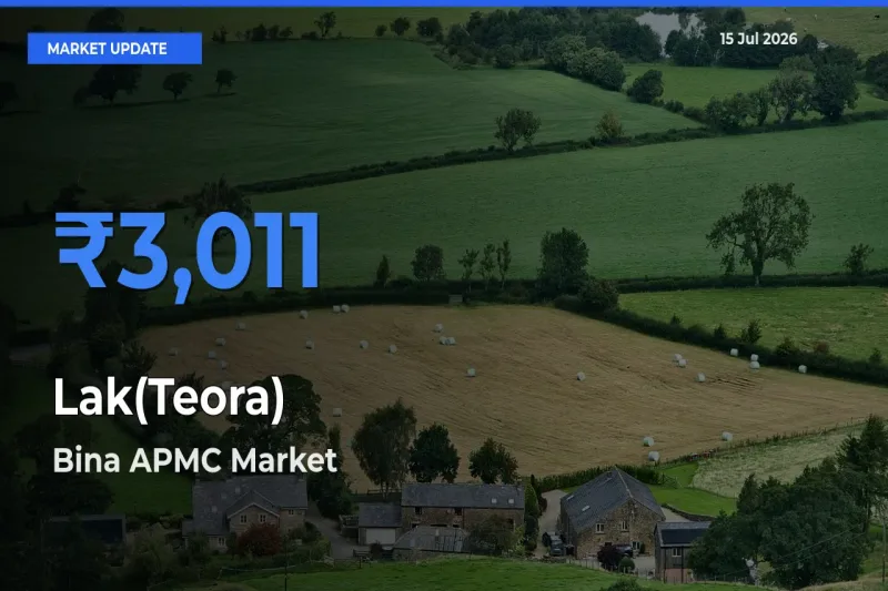 Bina APMC Offers ₹3,011 – Highest Lak(Teora) Rate Today
