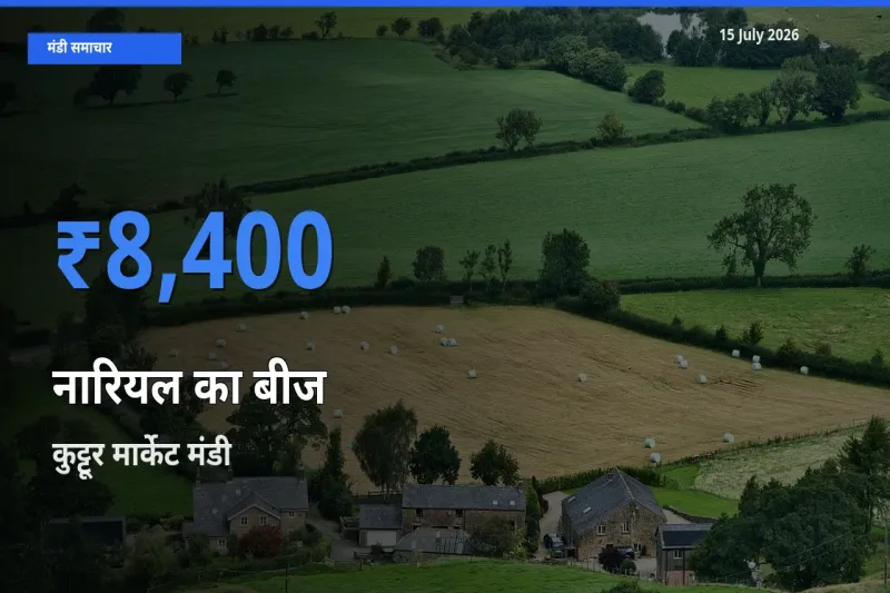 किसानों की पसंद बना कुट्टूर मार्केट, नारियल का बीज के सबसे अच्छे दाम