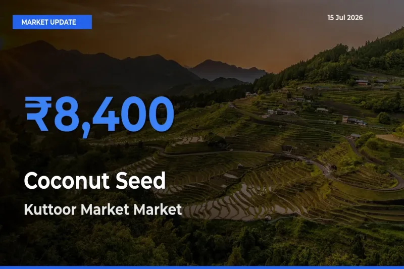 Kuttoor Market Records Highest ₹8,400 Rate for Coconut Seed