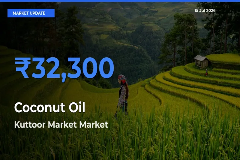 Farmers Prefer Kuttoor Market as Coconut Oil Hits Highest Rate