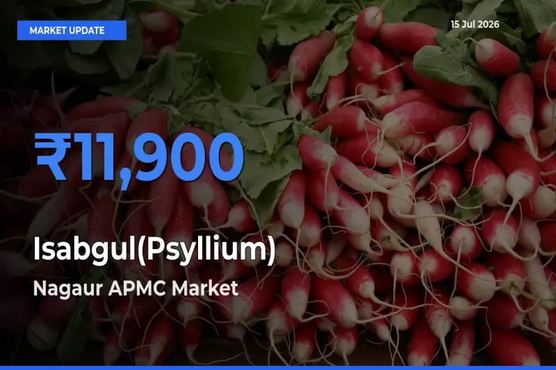 Market Watch: Nagaur APMC Becomes Top Mandi for Isabgul(Psyllium)