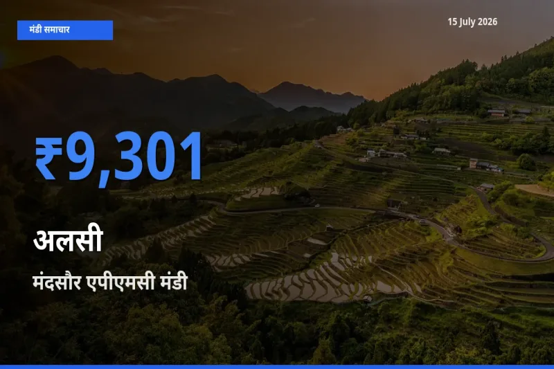 आज अलसी के सबसे ऊँचे दाम ₹9,301 मंदसौर एपीएमसी मंडी में
