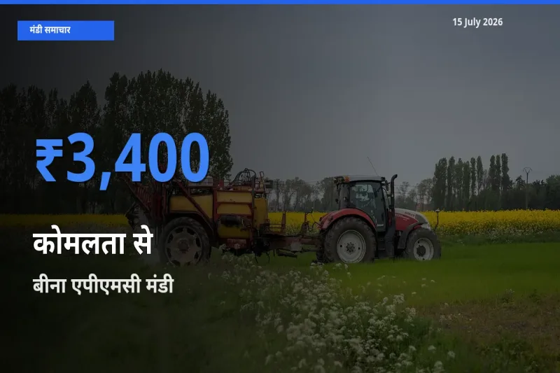 आज का मंडी भाव: कोमलता से के सबसे ज़्यादा दाम बीना एपीएमसी में