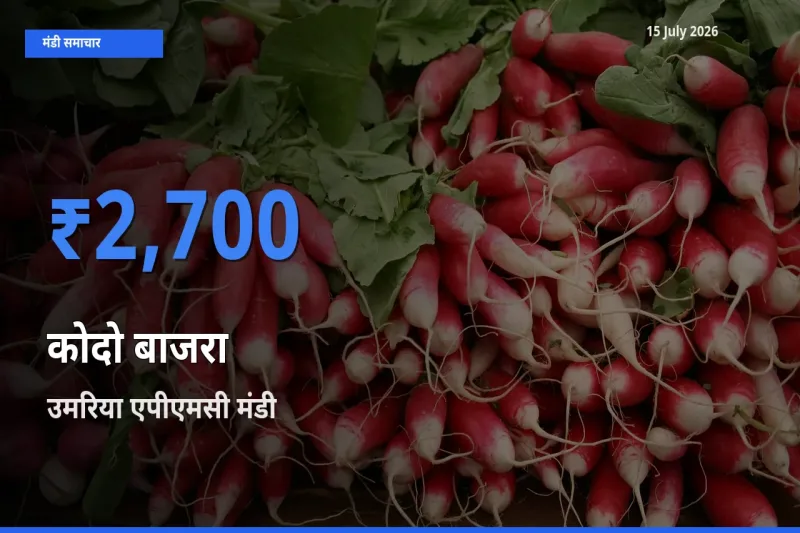 आज का मंडी भाव: कोदो बाजरा के सबसे ज़्यादा दाम उमरिया एपीएमसी में