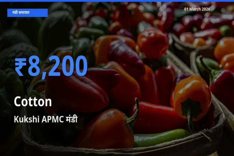 किसानों की पसंद बना Kukshi APMC, Cotton के सबसे अच्छे दाम