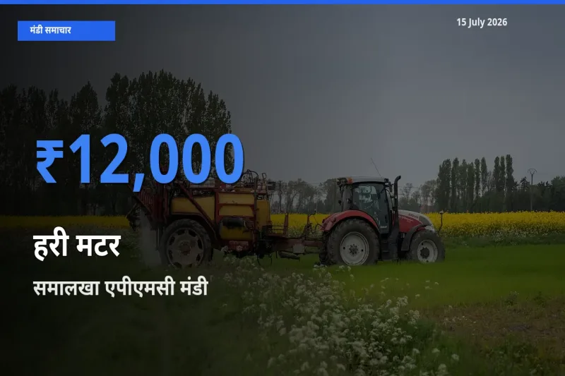 समालखा एपीएमसी मंडी में आज हरी मटर के सबसे ऊँचे दाम दर्ज