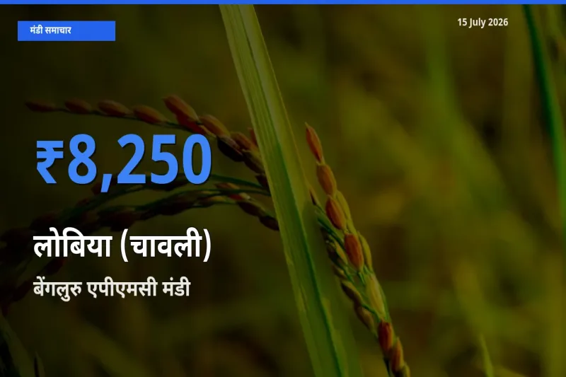 आज लोबिया (चावली) के सबसे ज़्यादा दाम बेंगलुरु एपीएमसी मंडी में दर्ज