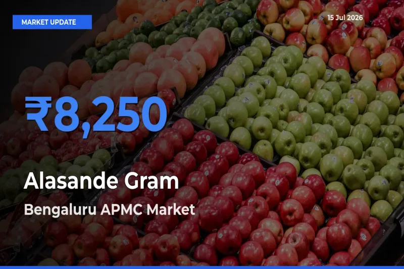 Farmers Prefer Bengaluru APMC as Alasande Gram Hits Highest Rate